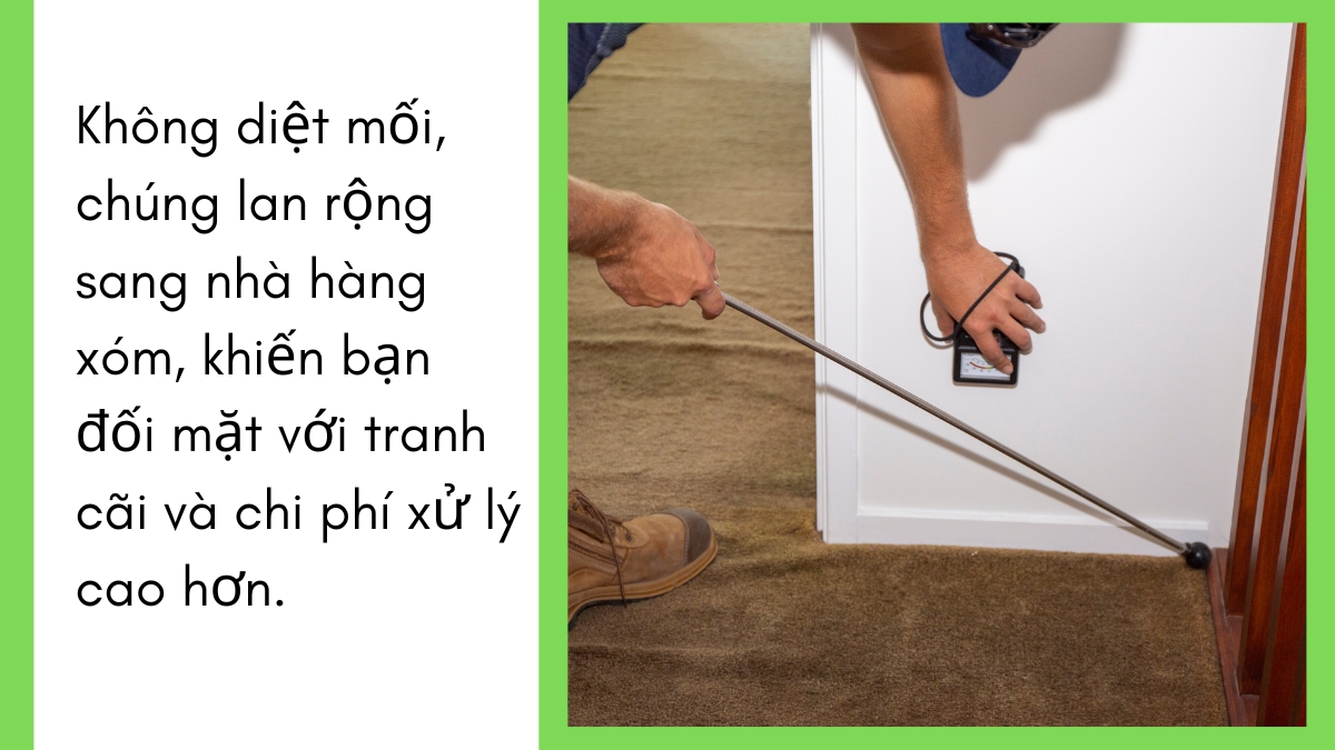 Dịch vụ diệt mối bình dương