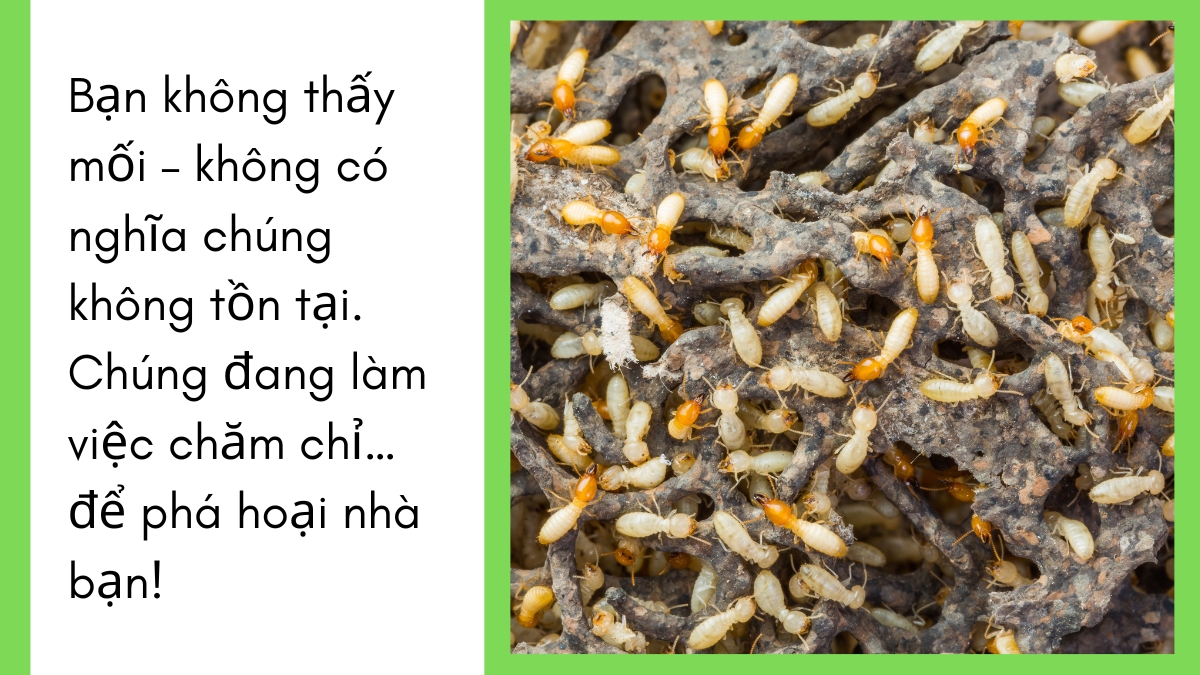 Dịch vụ diệt mối tphcm