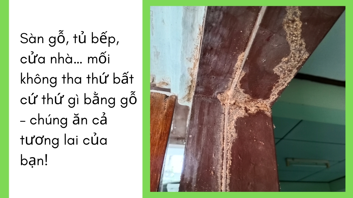 Dịch vụ diệt mối tphcm giá rẽ