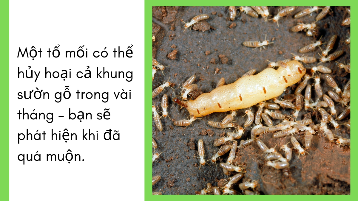 Dịch vụ diệt mối tphcm uy tín