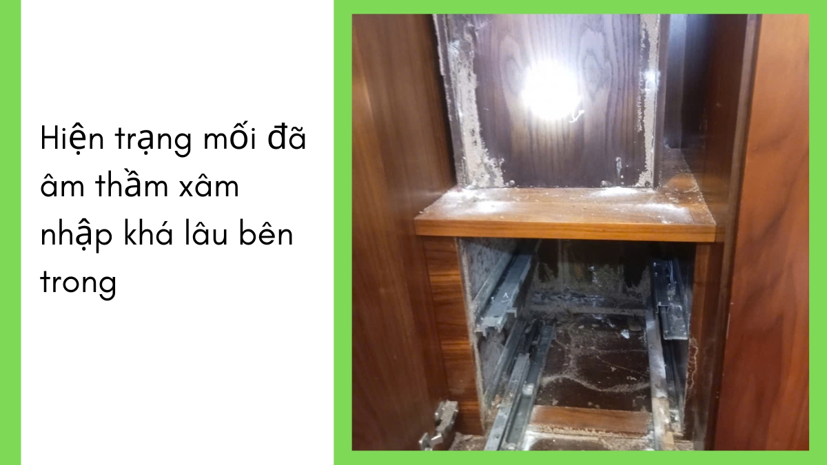 công ty diệt mối tại tphcm