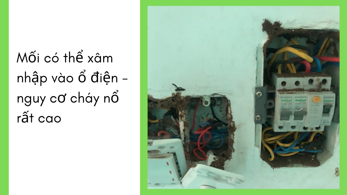 dịch vụ diệt mối tại tphcm 