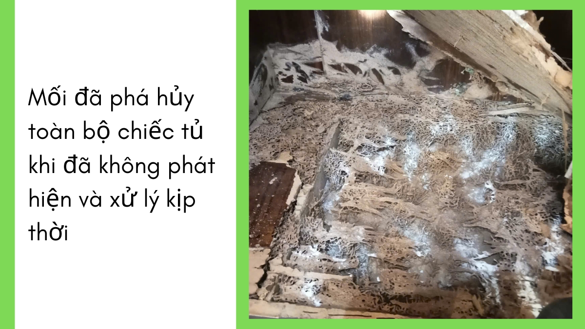 diệt mối tận gốc hcm