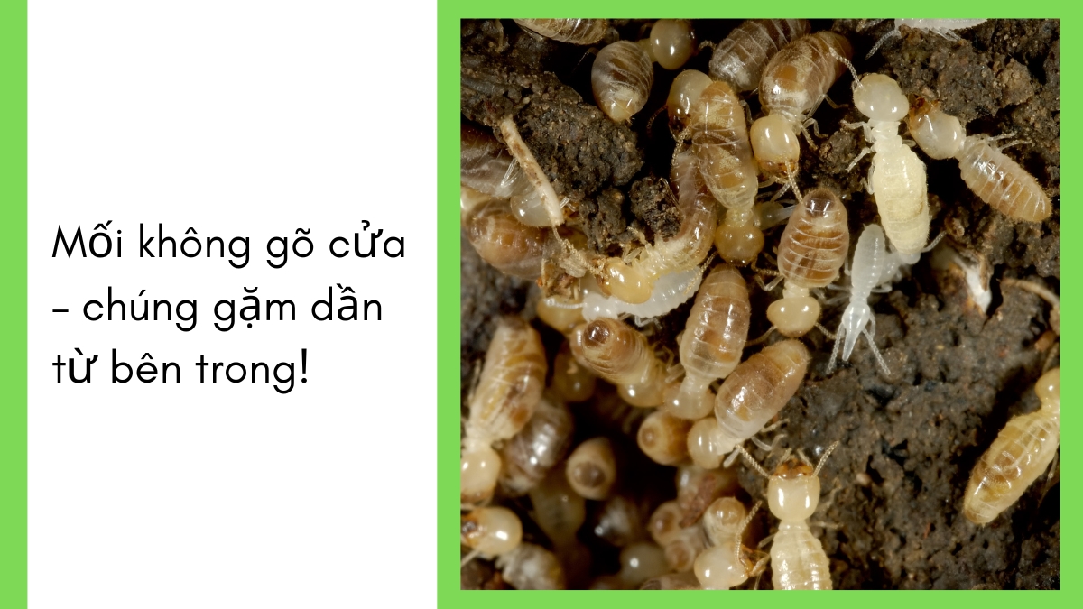 đơn vị diệt mối tphcm