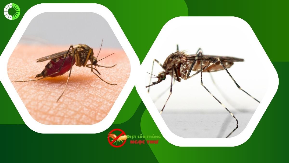 Phun thuốc diệt muỗi tại bình thạnh 