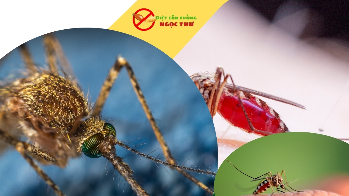 Phun thuốc muỗi tại bình dương