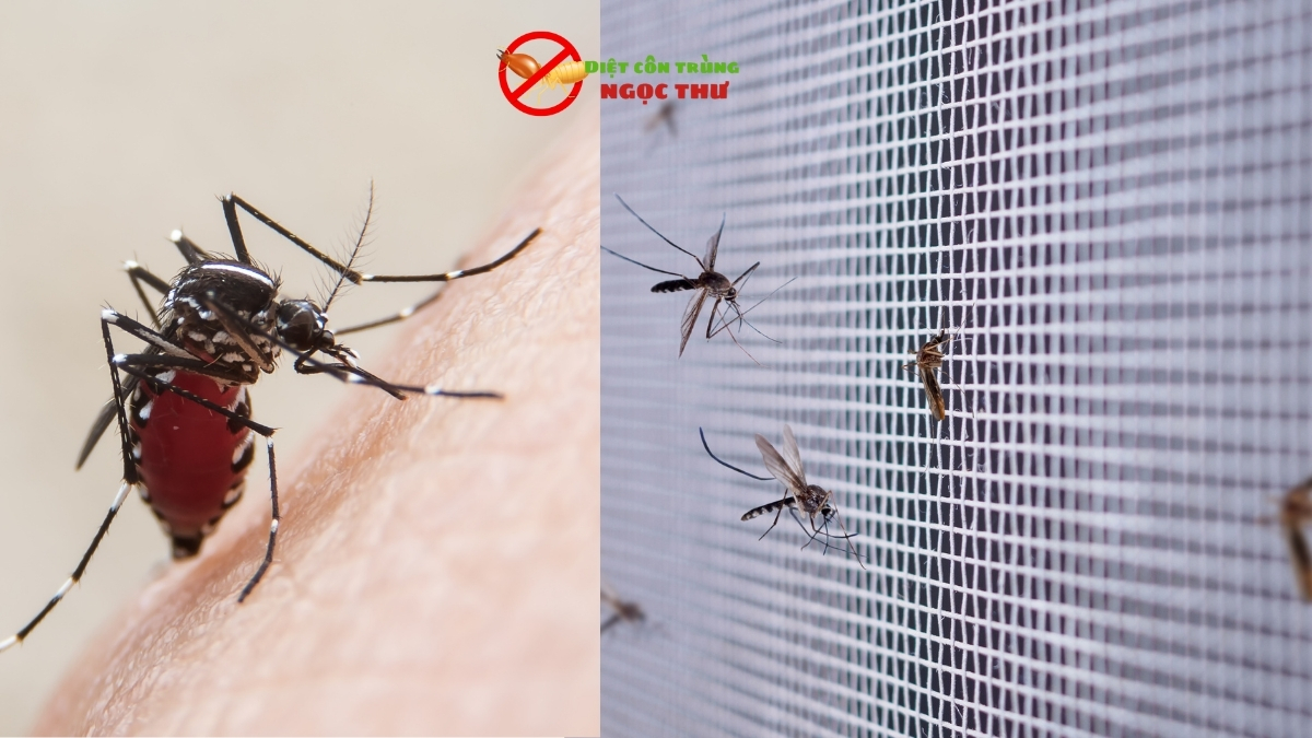 Phun thuốc muỗi bình dương chất lượng