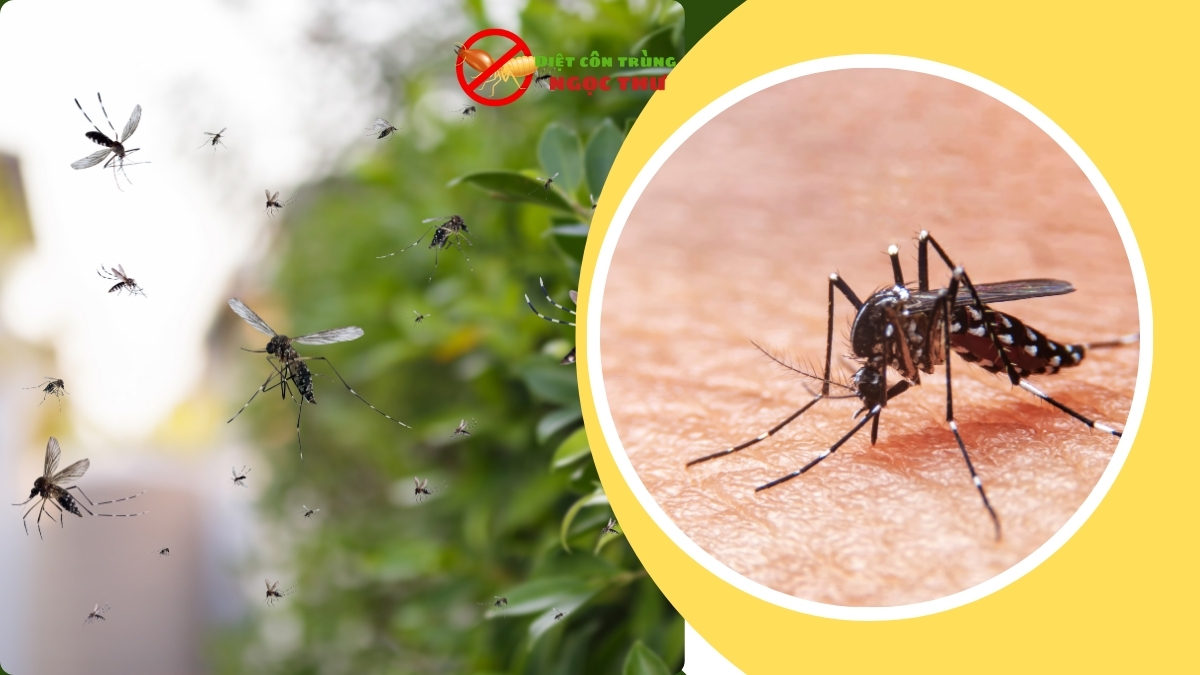 Phun thuốc muỗi bình dương giá rẻ