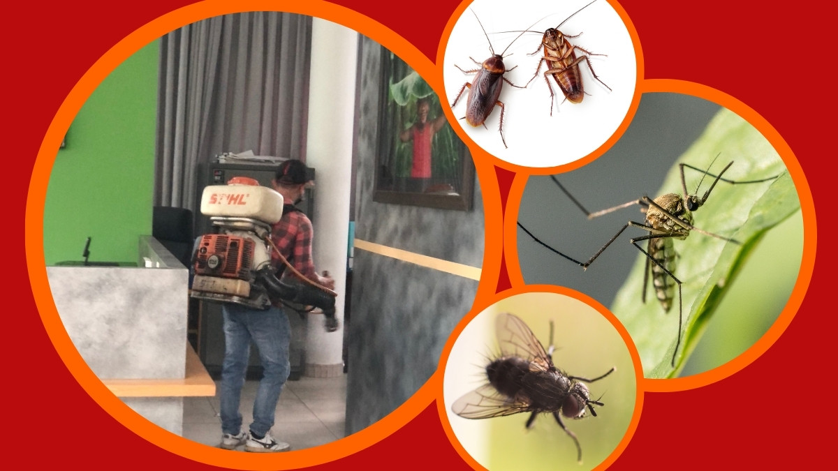 Dịch Vụ Diệt Côn Trùng Giá Rẻ TPHCM 3 công ty diệt côn trùng giá rẻ tại tphcm