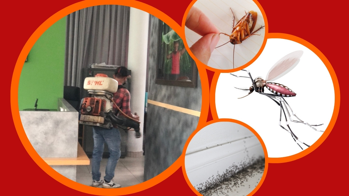 Dịch Vụ Diệt Côn Trùng Giá Rẻ TPHCM 1 Dịch vụ diệt côn trùng giá rẻ tphcm