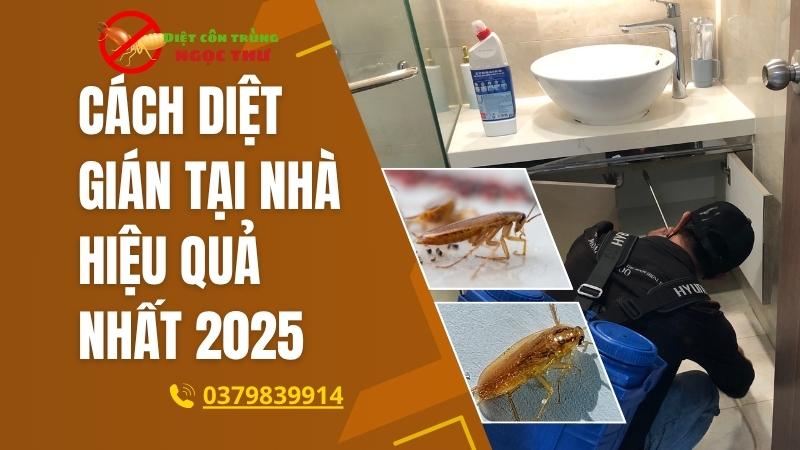 Cách diệt gián tại nhà hiệu quả