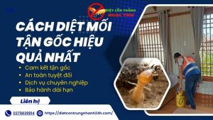 Cách diệt mối tận gốc hiệu quả nhất năm 2025