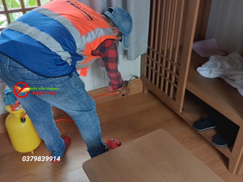Cách diệt mối tận gốc tại nhà hiệu quả nhất