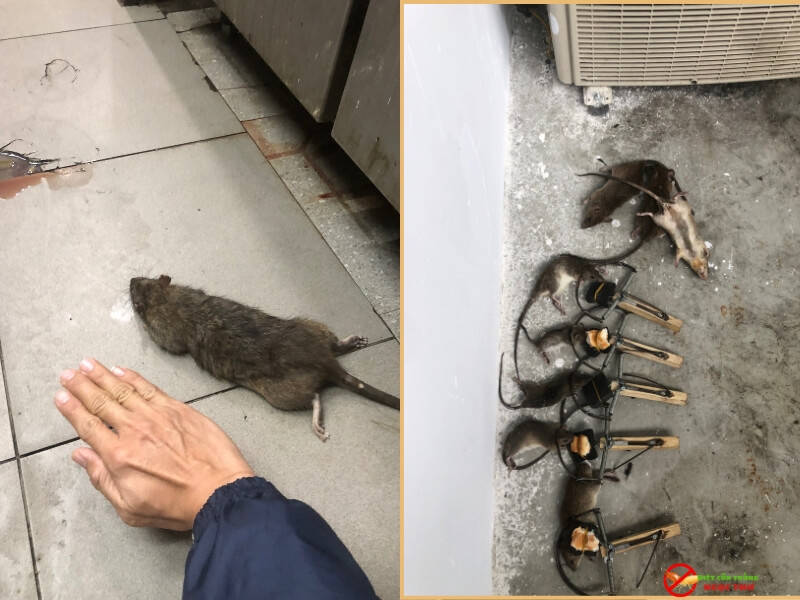 Công Ty Diệt Chuột Chuyên Nghiệp Năm 2026 2 Phương pháp diệt chuột hiện đại của Ngọc Thư