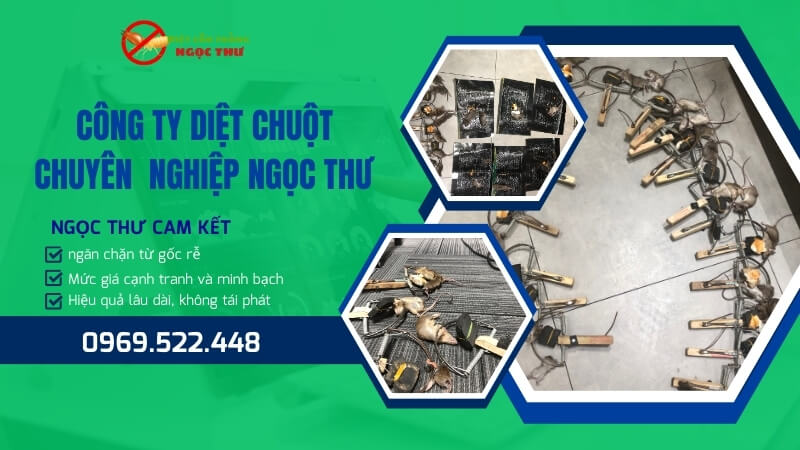 Công Ty Diệt Chuột Chuyên Nghiệp Năm 2026 1 Công ty diệt chuột chuyên nghiệp Ngọc Thư