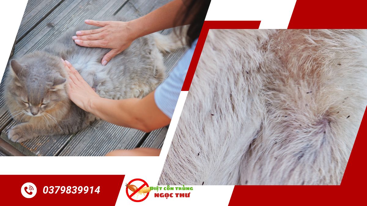 Dịch vụ diệt bọ chét chuyên nghiệp