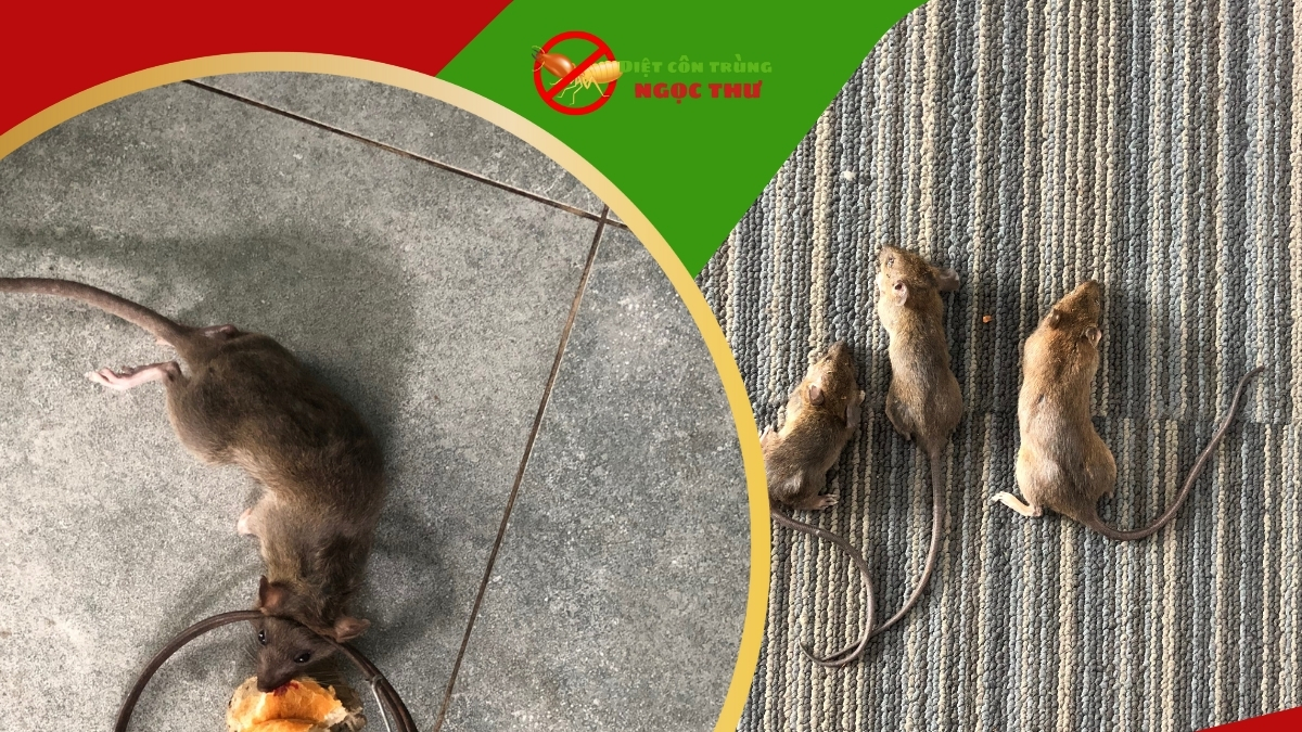 Công ty dịch vụ diệt chuột uy tín giá rẻ tại tphcm