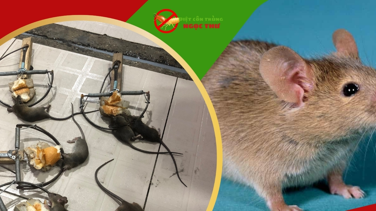 Công ty diệt chuột uy tín giá rẻ tại tphcm