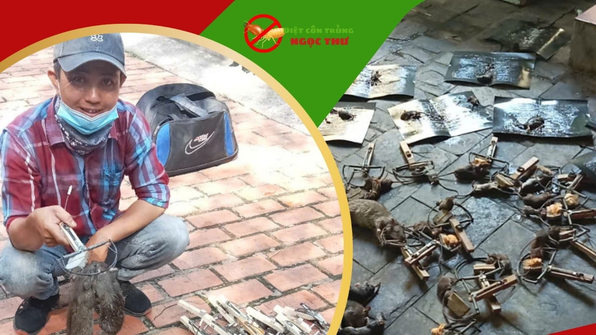 Công ty diệt chuột uy tín tại tphcm