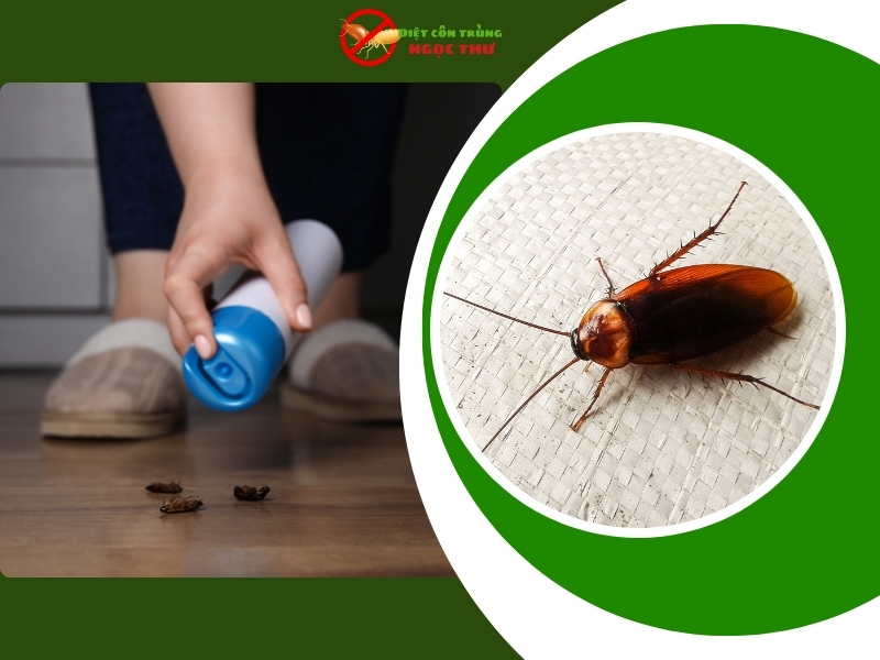 Công ty diệt gián tận gốc tại TPHCM