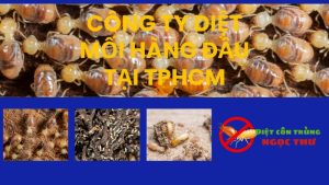 Công ty diệt mối tại tphcm