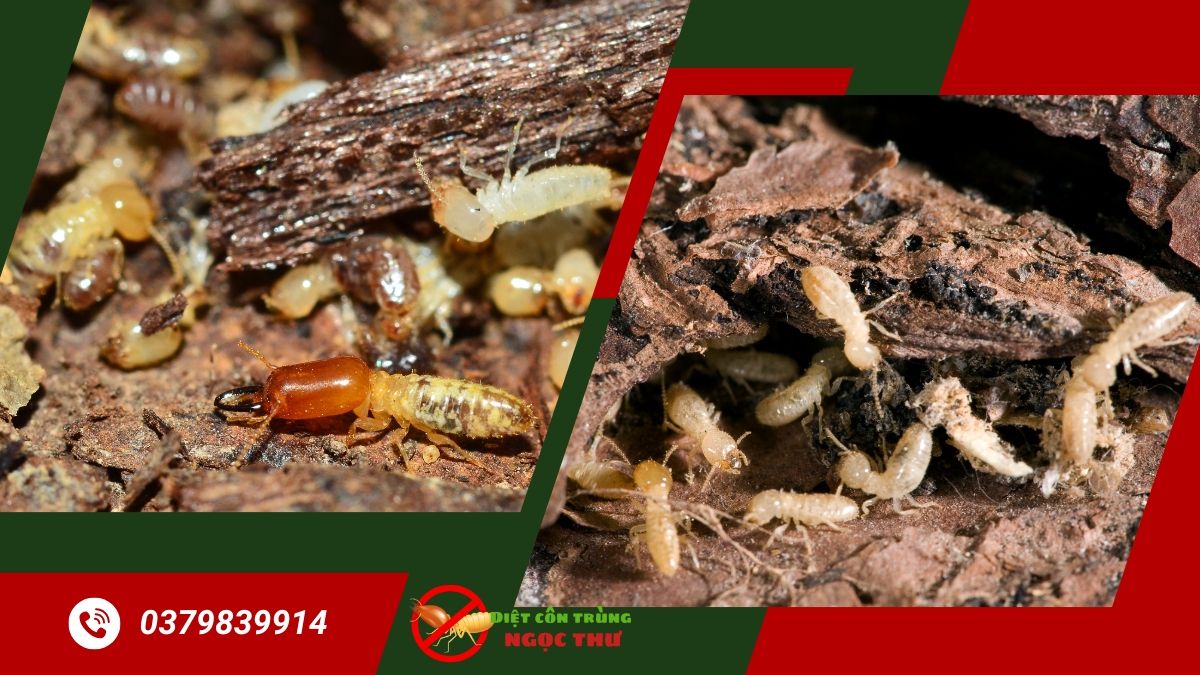 Công ty Diệt Mối Hàng Đầu TPHCM Giá Rẻ 3 Công ty dịch vụ diệt mối hàng đầu tại tphcm giá rẻ