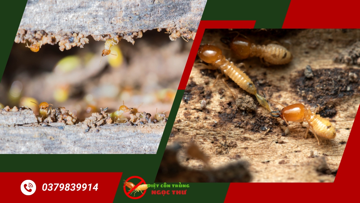 Công ty Diệt Mối Hàng Đầu TPHCM Giá Rẻ 2 Công ty diệt mối hàng đầu tại tphcm giá rẻ
