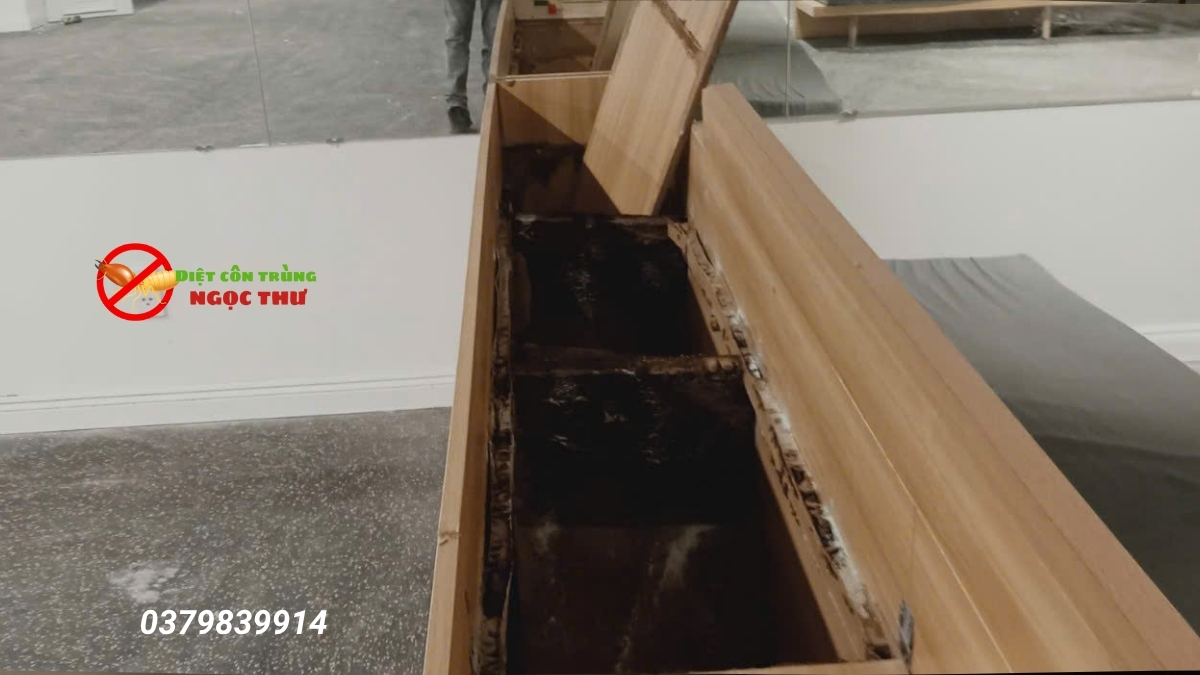 Top 5 công ty diệt mối uy tín, giá rẻ nhất tphcm