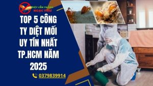 Top 5 công ty diệt mối uy tín nhất tphcm năm 2025
