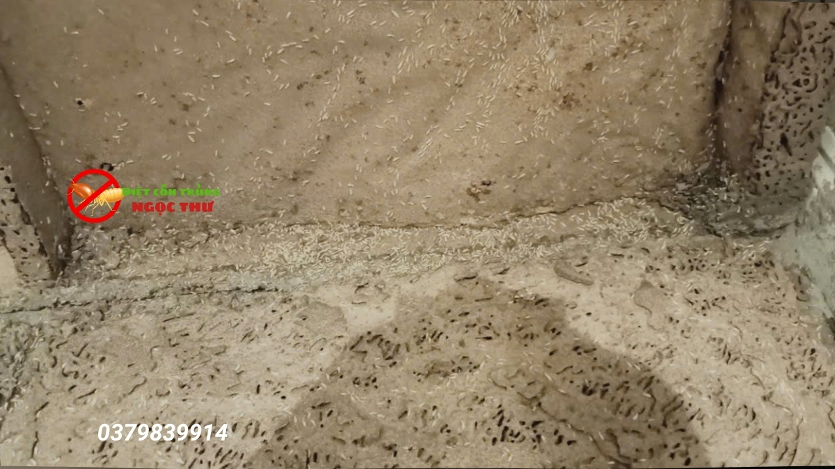 Top 5 công ty diệt mối uy tín nhất tphcm