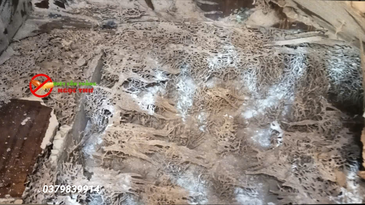 Top 5 công ty diệt mối uy tín, giá rẻ nhất tphcm năm 2025