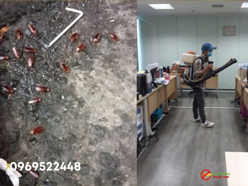 Dịch vụ diệt gián chuyên nghiệp tại quận 3