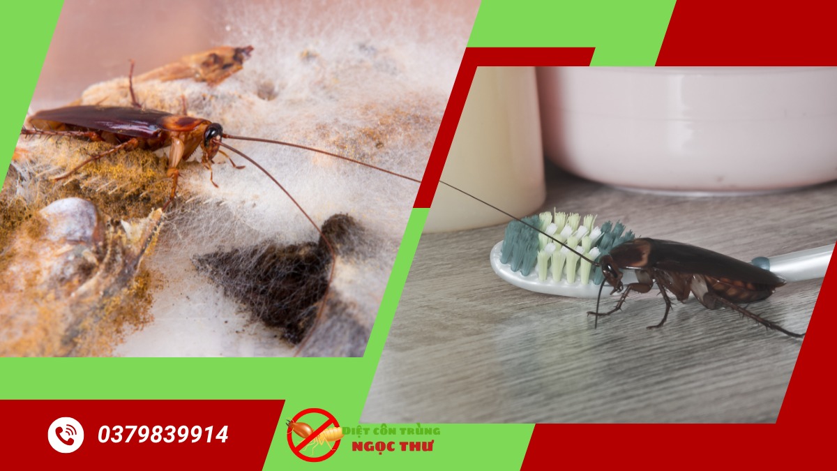 Dịch vụ diệt gián tại thủ đức