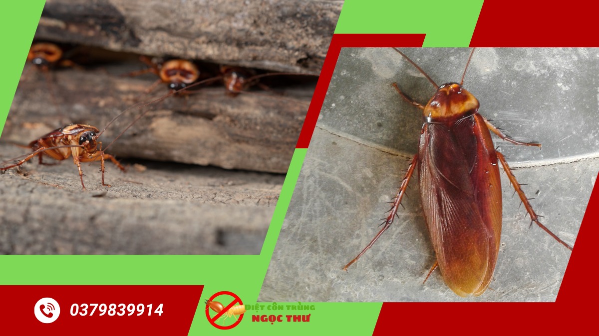 Dịch vụ diệt gián tại thủ đức chuyên nghiệp