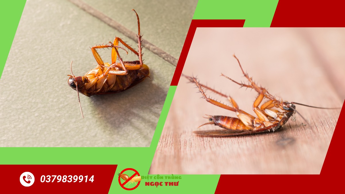 Dịch vụ diệt gián tại thủ đức giá rẻ