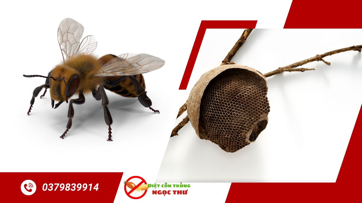 Dịch vụ bắt ong chuyên nghiệp