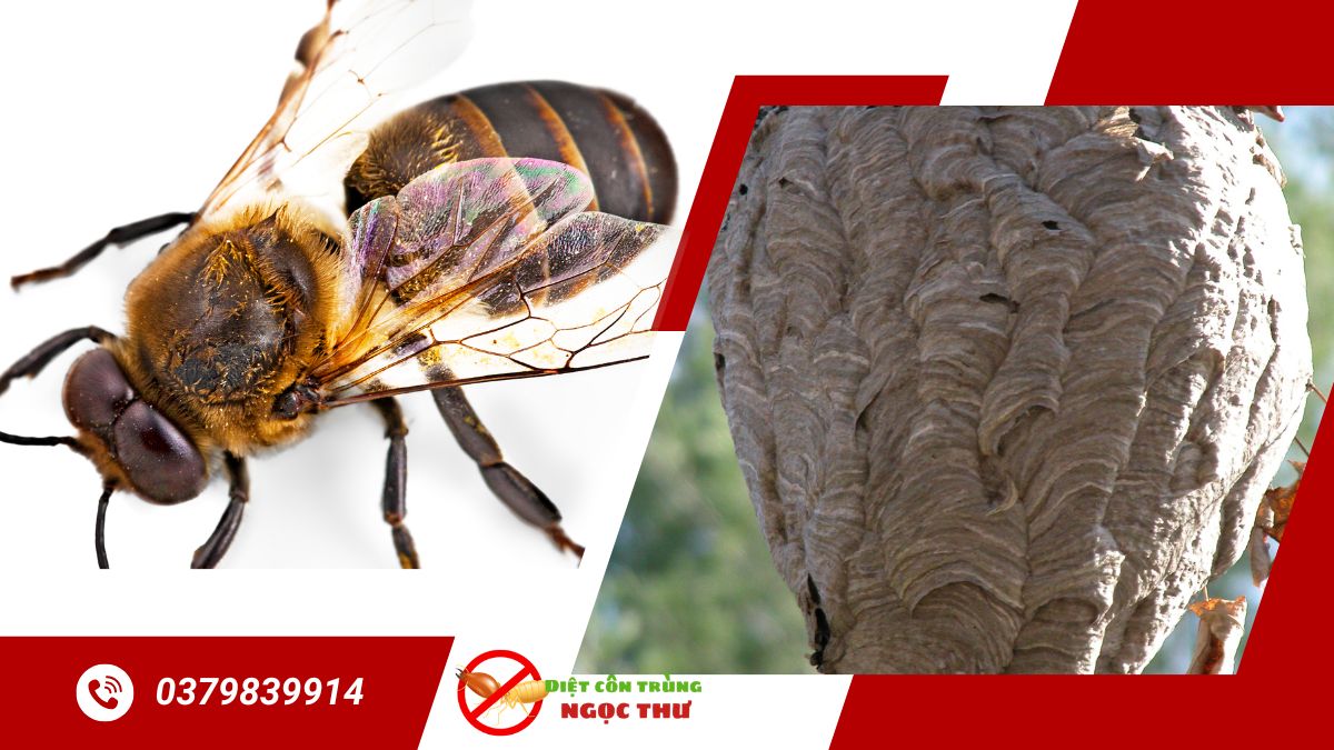 Dịch vụ bắt ong trong nhà