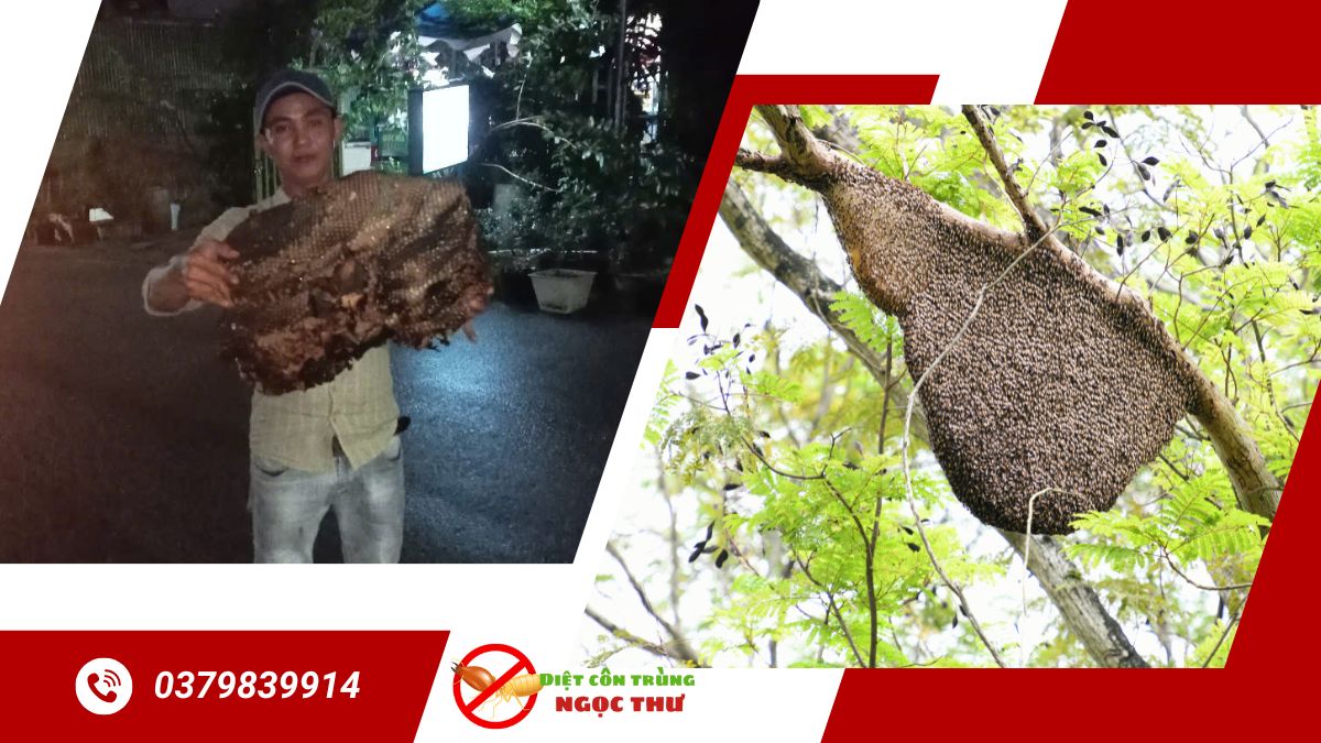 Dịch vụ bắt ong