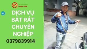 Dịch vụ bắt rắn chuyên nghiệp