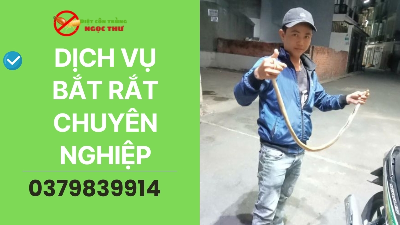 Dịch vụ bắt rắn chuyên nghiệp