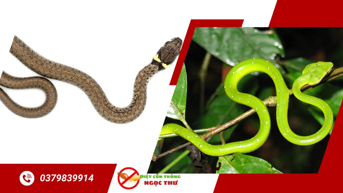 Dịch vụ bắt rắn nhanh chóng