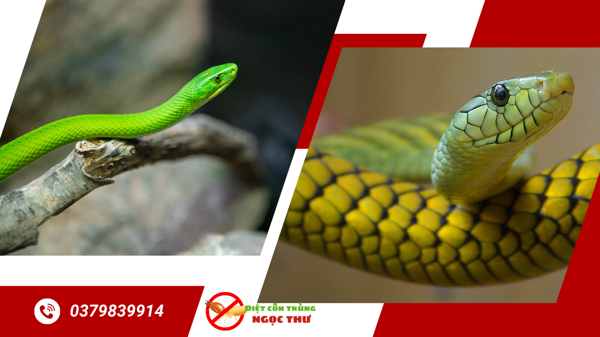 Dịch vụ bắt rắn 