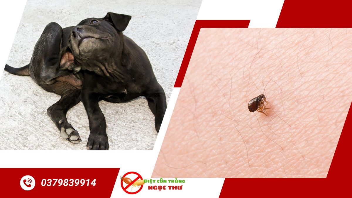 Dịch vụ diệt bọ chét tphcm