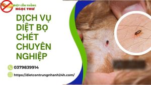 Dịch vụ diệt bọ chét