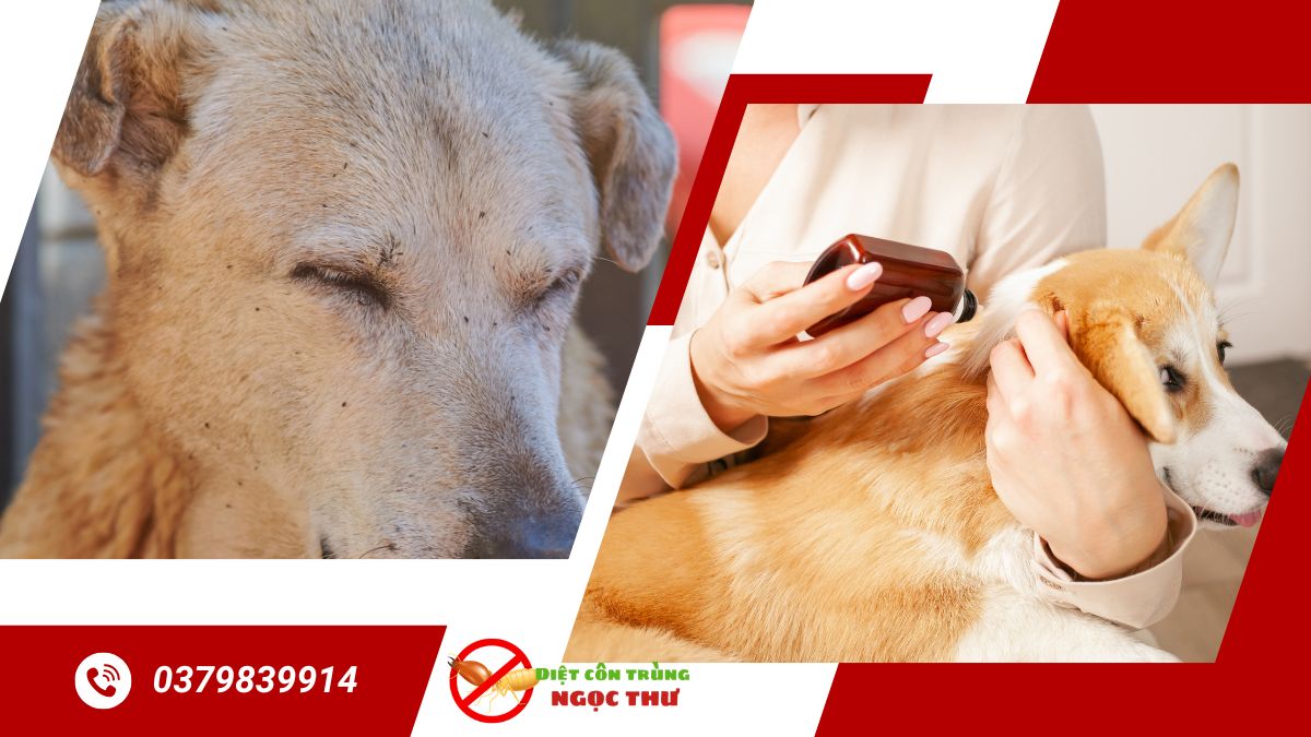 Dịch vụ diệt bọ chét trong nhà