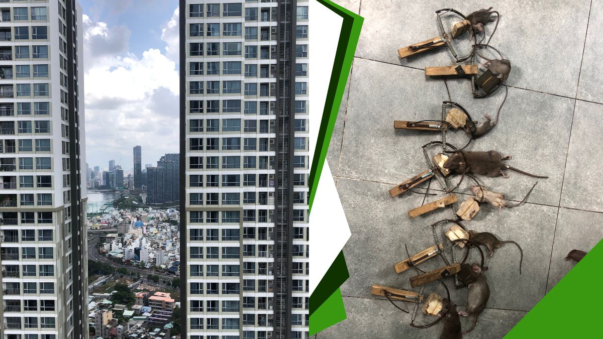 Dịch vụ diệt chuột tại bình thạnh