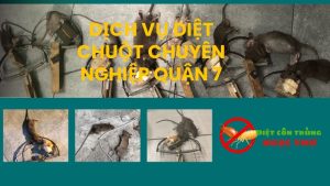 Dịch vụ diệt chuột chuyên nghiệp Quận 7