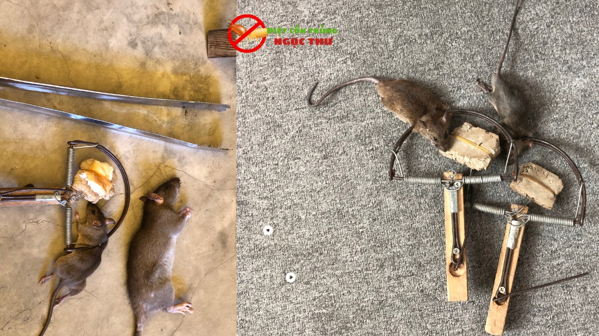 Dịch Vụ Diệt Chuột Quận 2 ⭐ Hiệu Quả & Nhanh Chóng ⭐ SĐT 0379839914 2 Dịch vụ diệt chuột quận 2 uy tín