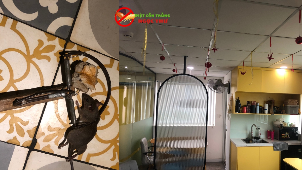 Dịch Vụ Diệt Chuột Quận 2 ⭐ Hiệu Quả & Nhanh Chóng ⭐ SĐT 0379839914 3 Dịch vụ diệt chuột quận 2 giá rẻ