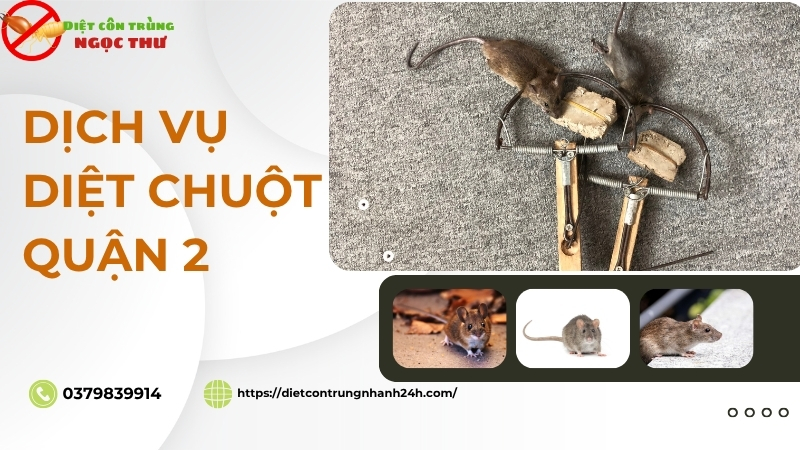 Dịch Vụ Diệt Chuột Quận 2 ⭐ Hiệu Quả & Nhanh Chóng ⭐ SĐT 0379839914 1 Dịch vụ diệt chuột quận 2